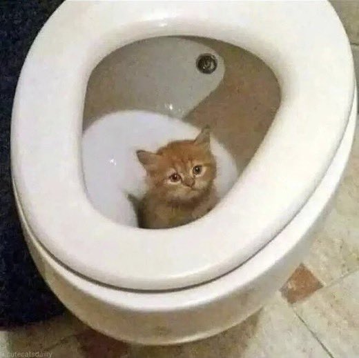 photo of a cat inside toilet bowl